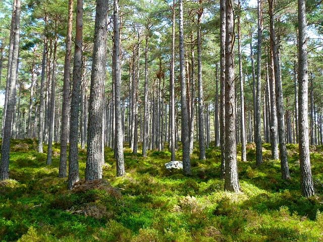 Ardennes woodland haven where forest hush is the real amenity