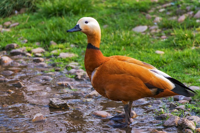 Botswana when wetlands, bird calls, and sunlit water settle into one tempo
