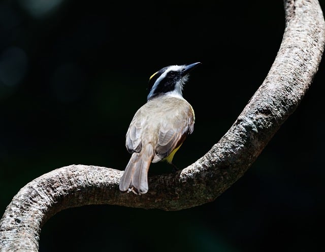 Costa Rica where surf, jungle air, and healing quiet sit within the same breath