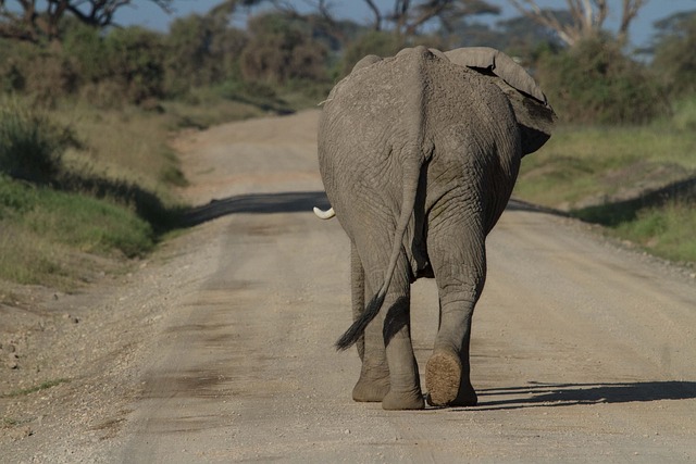 East Africa where wildlife and horizon arrive inside the same silence