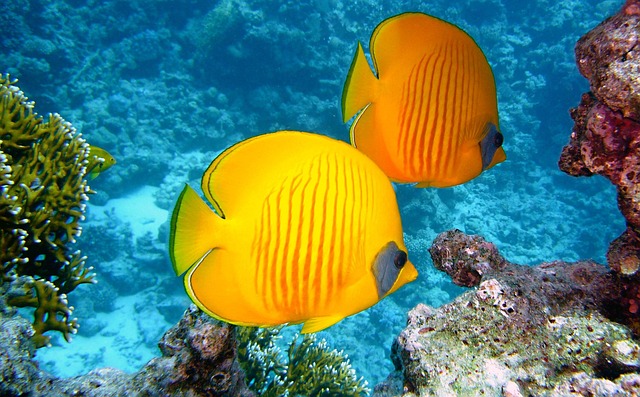 Fiji at reef pace where even the hours seem warmed by the sea