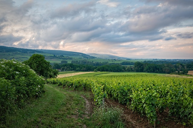 Georgia at the table with vineyards ahead and evening still unfolding