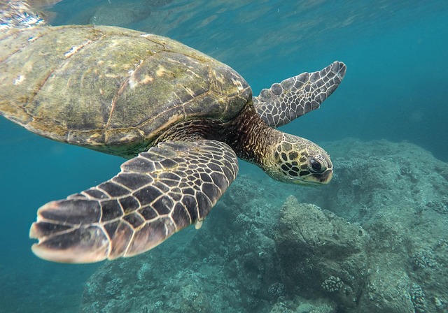 Jordanian reef sanctuary for coral-bright days and easy warm-water living