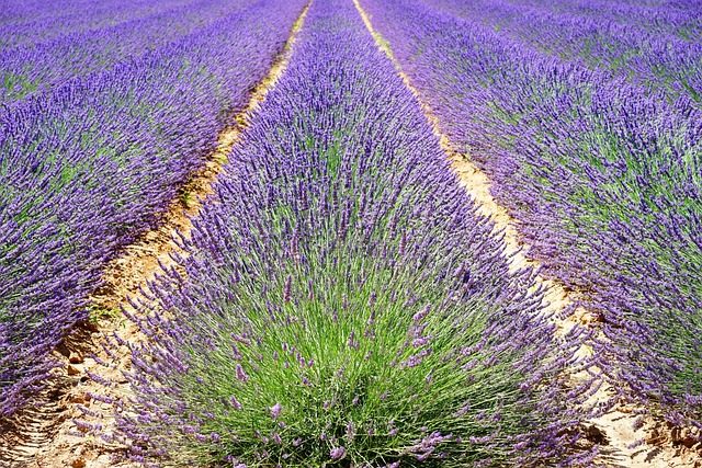 Provence in lavender season, village air scented enough to slow your steps