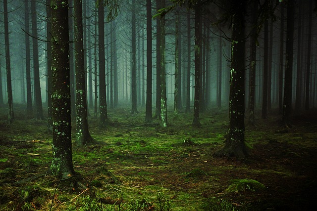 Romanian mountain sanctuary with pine air and storybook quiet