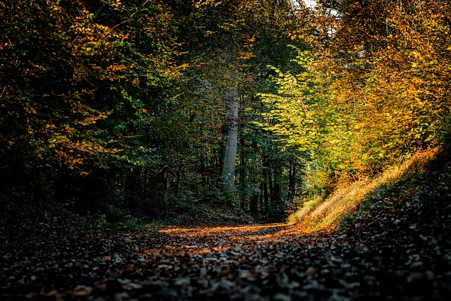 Ardennes Forest Resorts for Nature Lovers