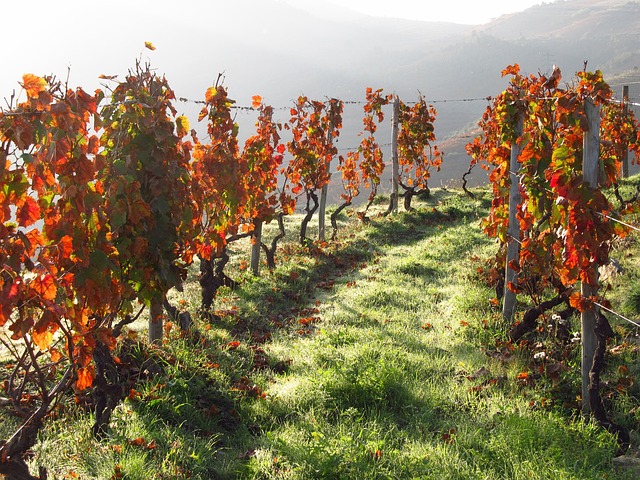 Portugal Wine Lodges for Vineyard Escapes
