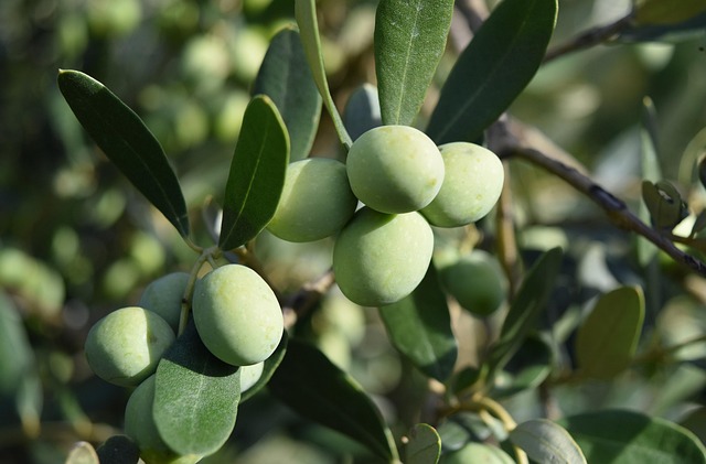 Corfu Villas for Olive Groves