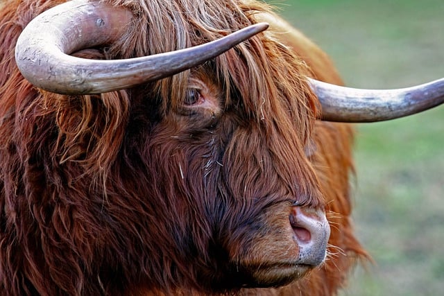 Highland Hotels for Scottish Roads