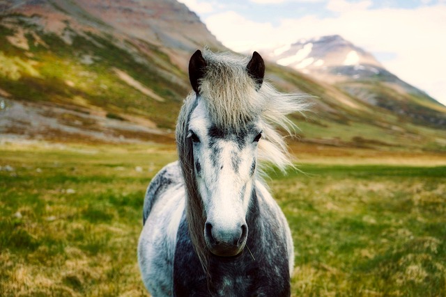 Iceland Lodges for Wild Roads