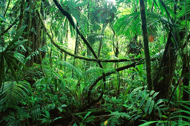 A Chiapas Jungle Lodge Adventure